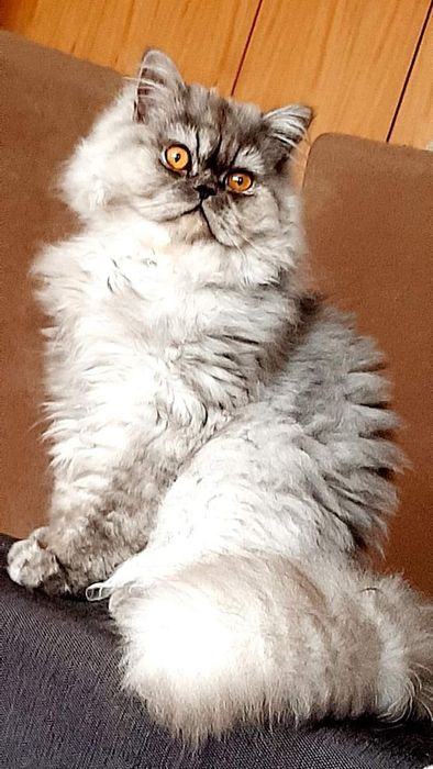 Gato persa para adopção