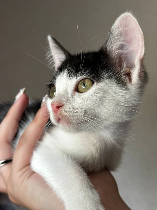 Котики з Оріхова шукають батьків