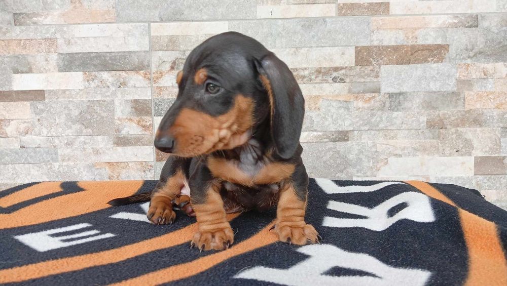 Jamnik  krótkowłosy piesek