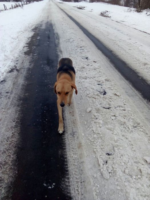 Продам Російська гонча