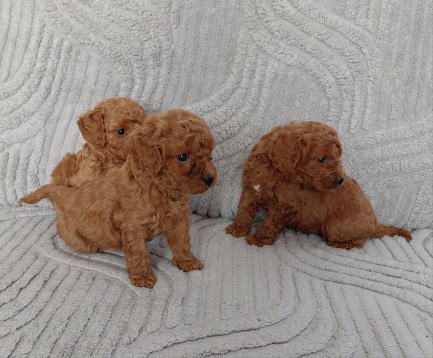 Słodki piesek Cavapoo