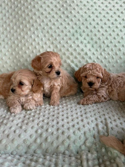 Мальтіпу F1 та F2