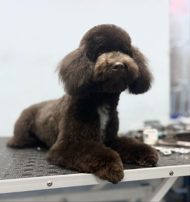 Груминг холодная гора