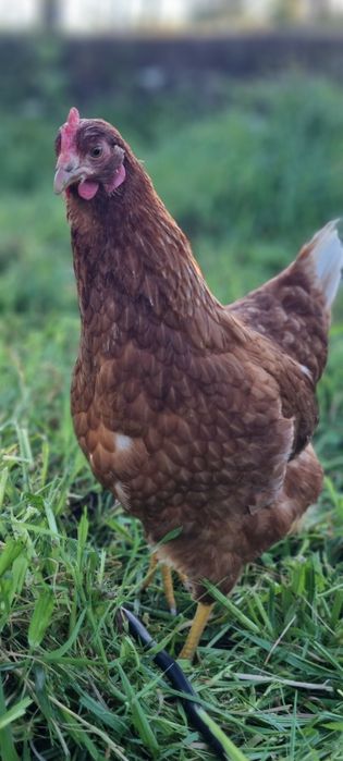 Poedeiras ja em postura