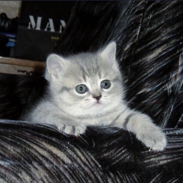 Дивовижні солодушки