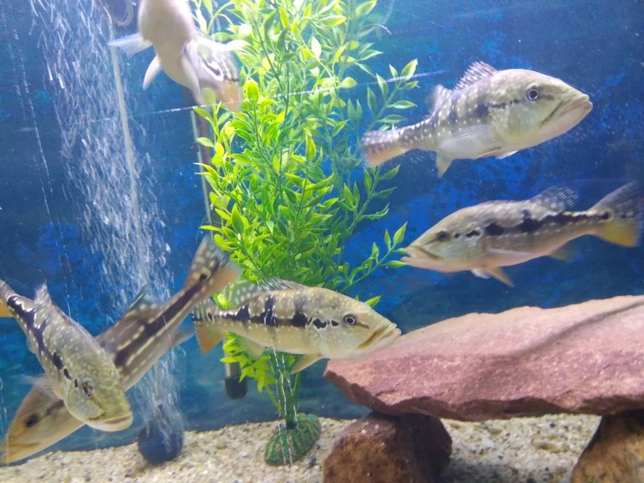 Cichla Blue Azul Piquiti 20-25 cm
