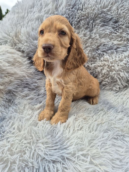 Cocker spaniel piesek 3