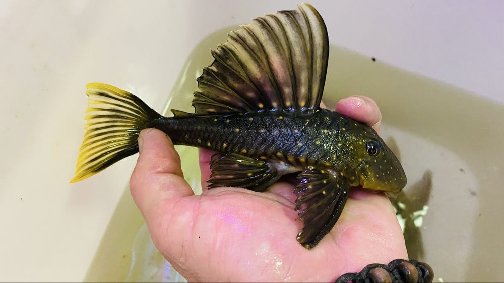 TABU Hypostomus Luteus 17cm faza 2 Warszawa