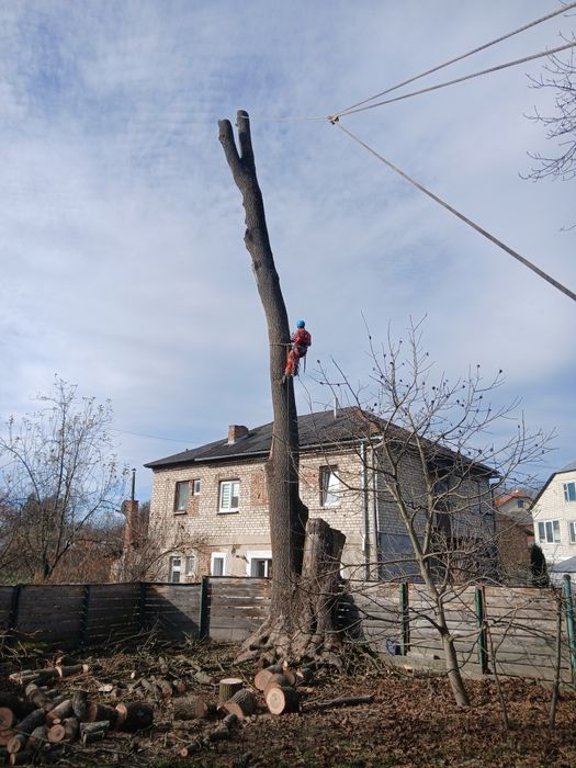 Зрізання дерев  у важкодоступних місцях способом альпенізму