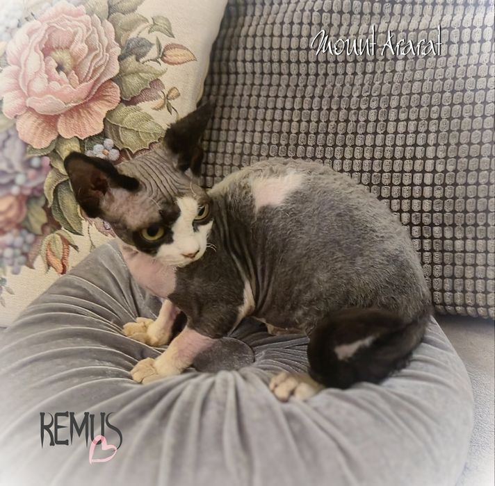 Devon rex Remus unikatowy kocurek