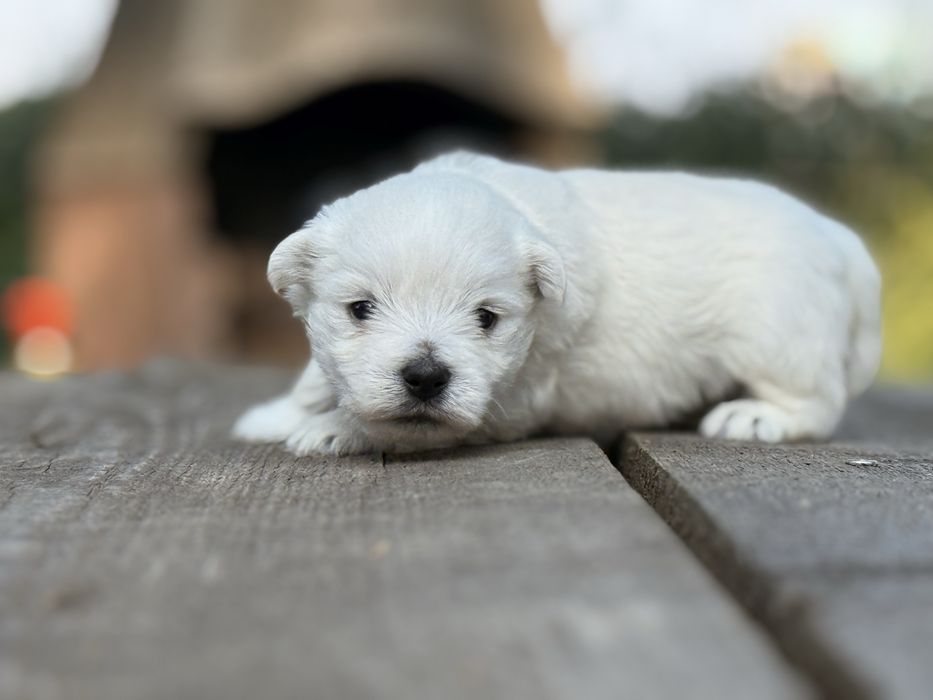 Sprzedam szczeniaka west highland white terrier