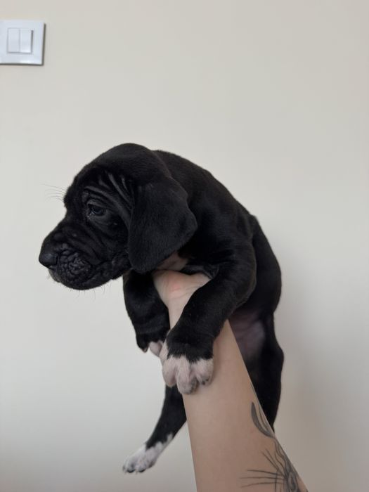 Dog niemiecki - suka