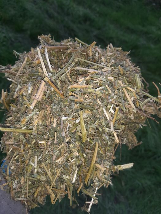 Susz sieczka z lucerny