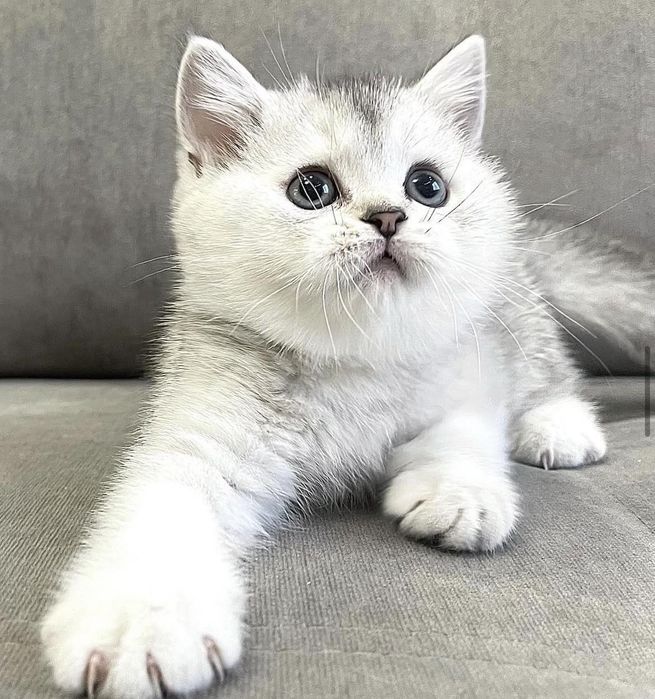 Маленький комочек счастья