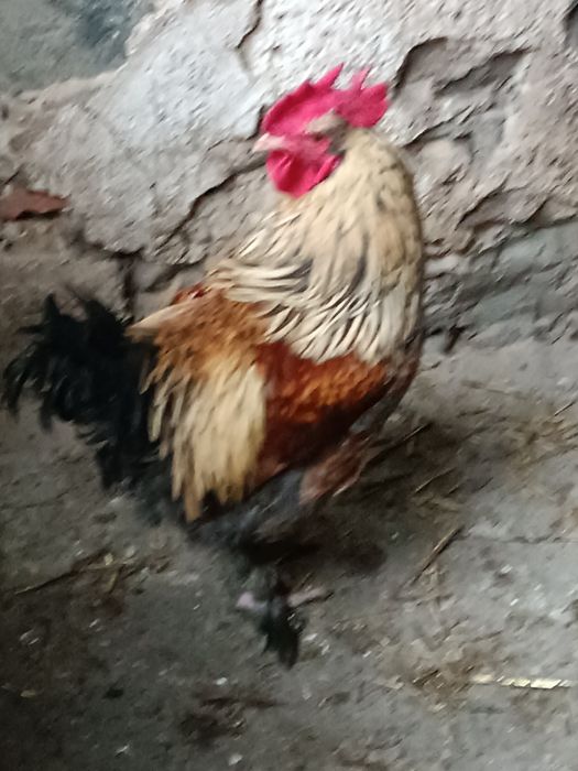 PROMOCJA na koguty Lakenfelder Marans Australorp lęgowe Amrock