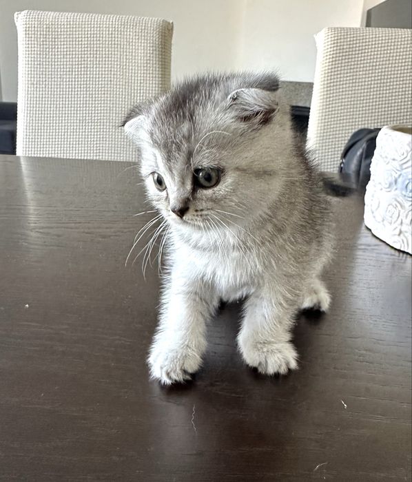 Menino Scottish Fold