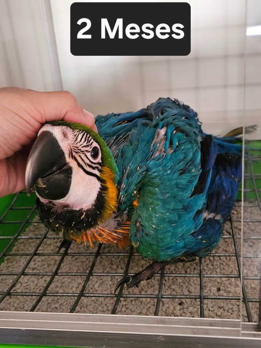 Arara Ararauna 1 mês  e meio para criar a mão - Fêmea