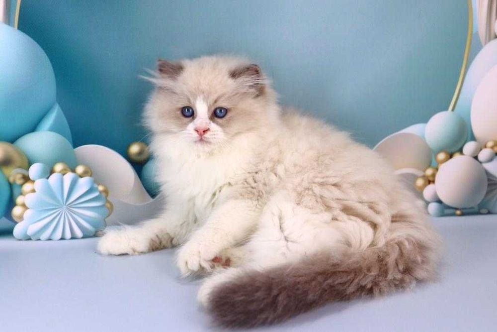 Красивий породистий хлопчик-регдолл