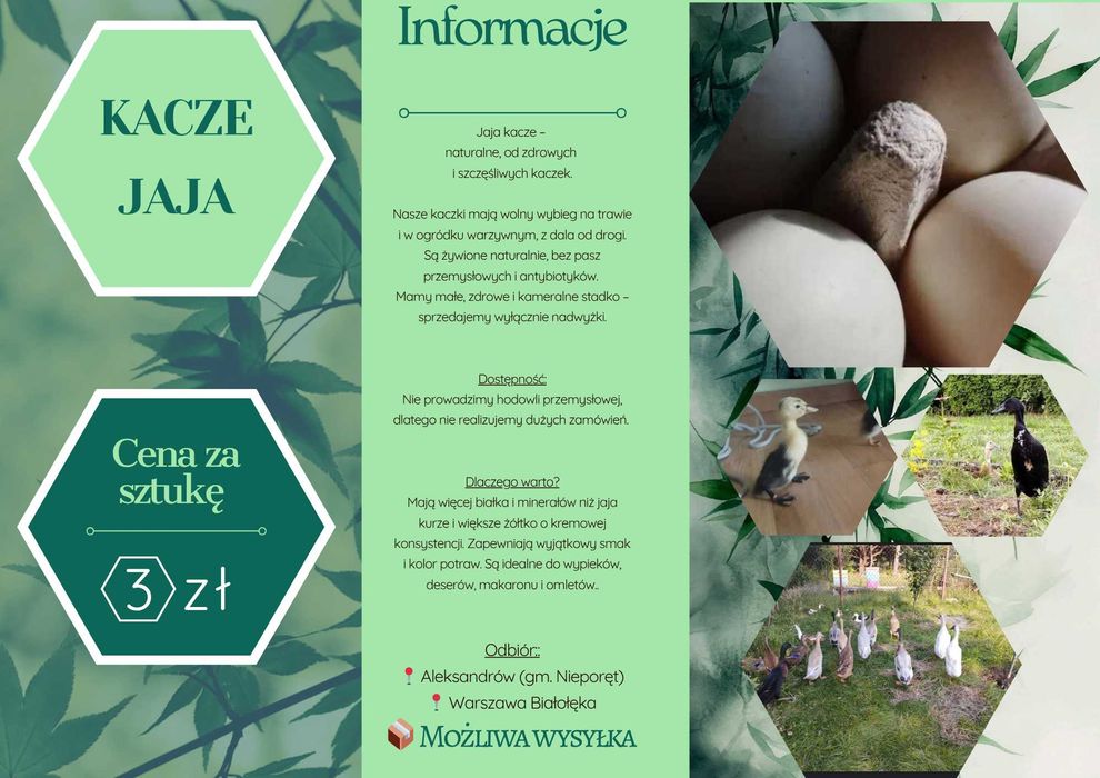 Kacze Jaja jajka wolny wybieg