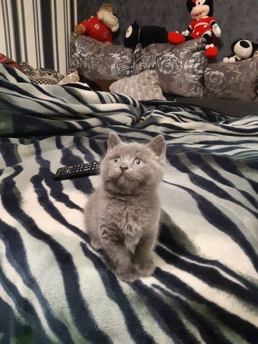 Британские котята