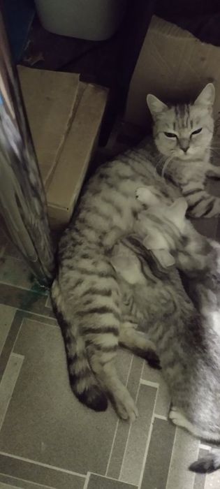Чистокровные шотландские котята от клубных родителей.