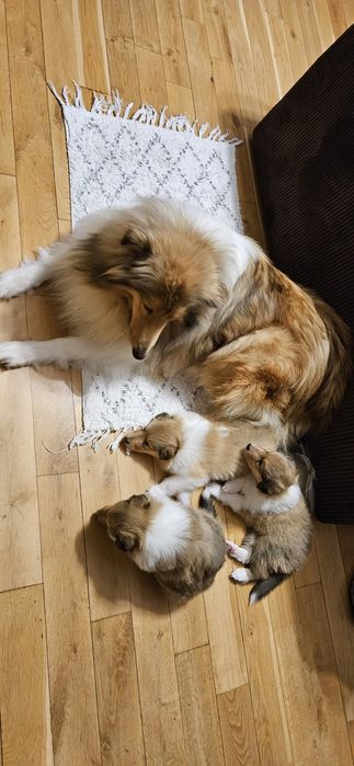 Owczarek szkocki długowłosy