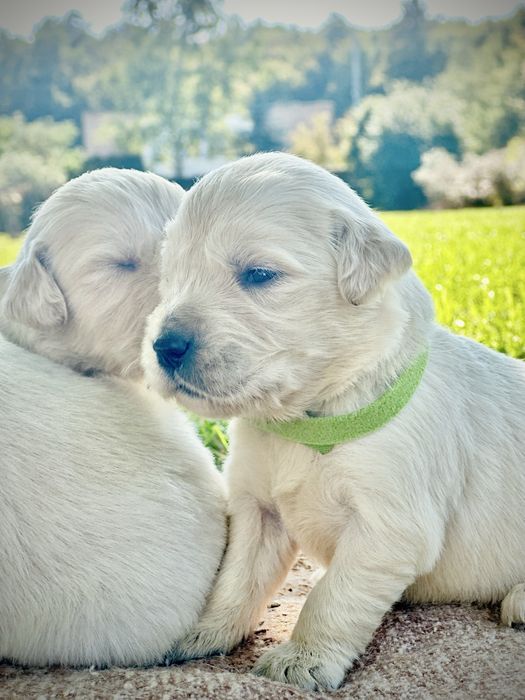 Piesek golden retriever rezerwacja