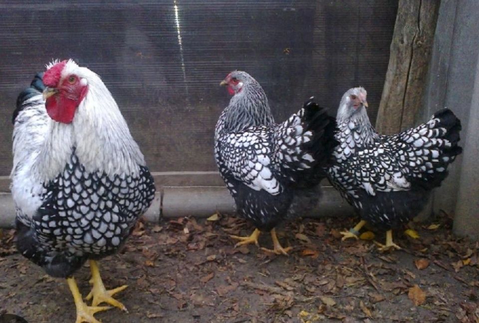 Віандот срібло та золото добові