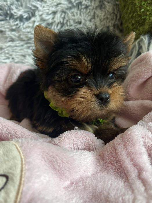 Породный красивый МИНИ мальчик Йоркширский терьер