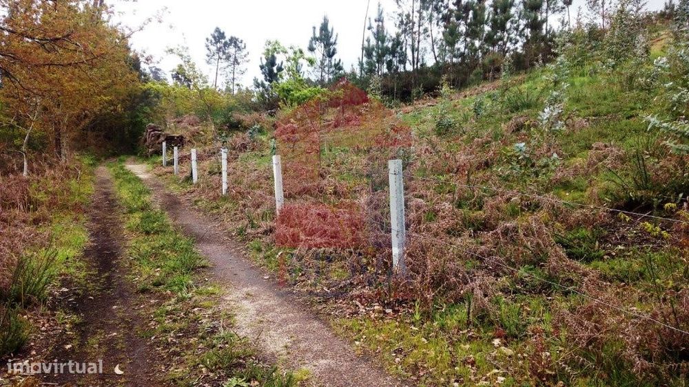 Terreno florestal, Vila Verde — Vila Verde E Barbudo, Braga
