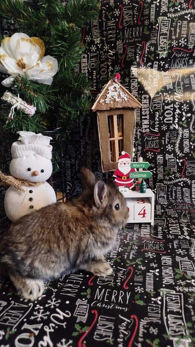 Кролики декоративні