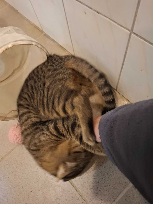 Mały rozrabiaka Kardamon szuka kochającego domu