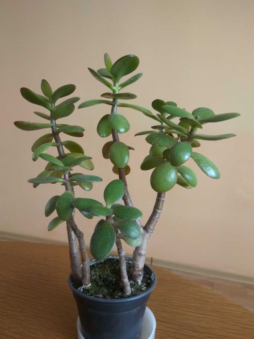 Грошове дерево, красула, товстянка.