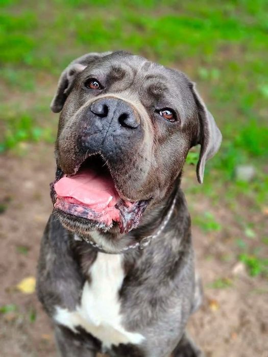 Tantor - przyjazny pies rasy cane corso