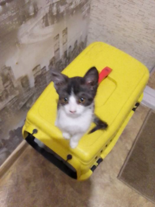 Маленькие котята