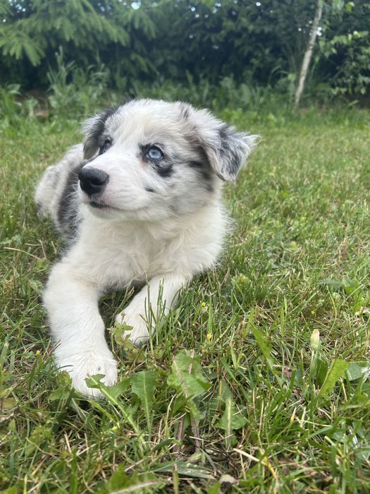 Border Collie Sunia