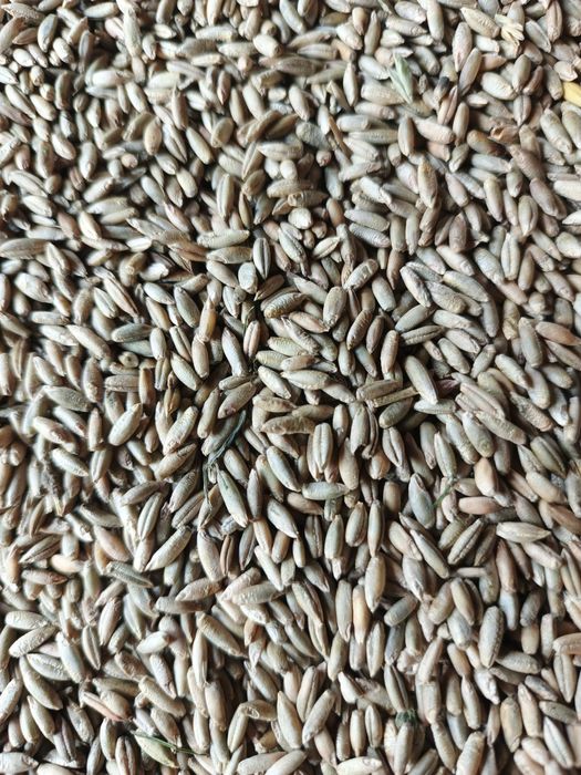 Żyto ozime sprzedam.