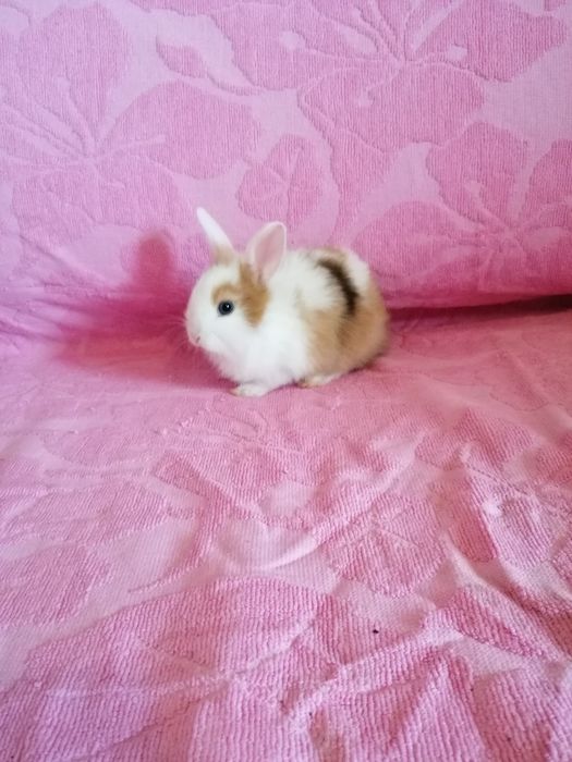 Króliczki karzełki króliki miniaturki