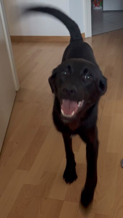 10 miesięczna suczka do adopcji