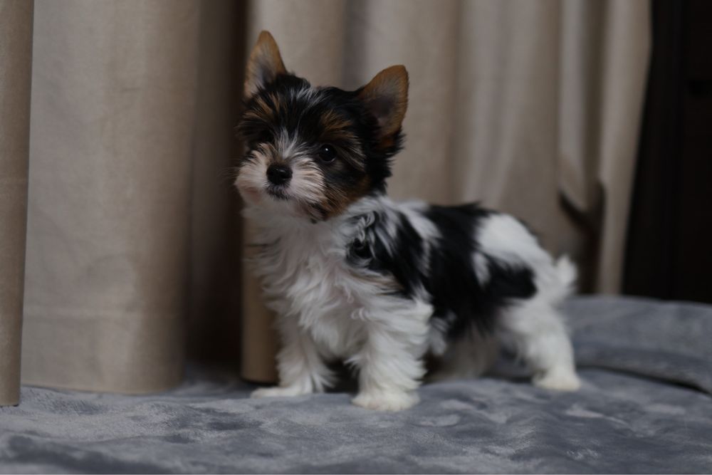 Бівер йорк хлочкик цуценя