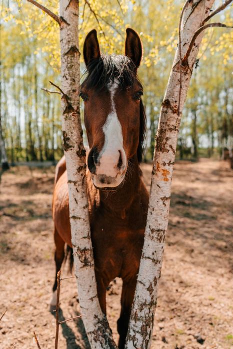 Milka, klacz rasy wielkopolskiej , 5 lat, czyste rtg pleców