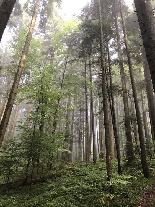 Затишні Апартаменти в Східниці! Ціна від 5 діб !