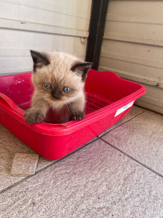 Шотландські котята