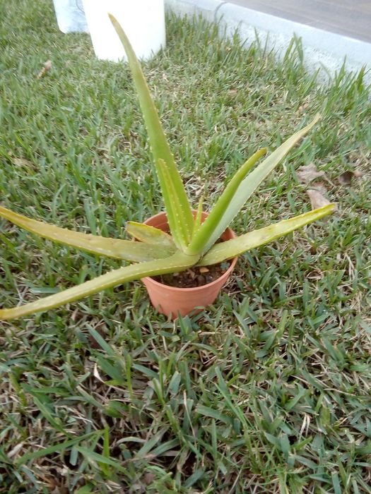 Planta Aloe Vera