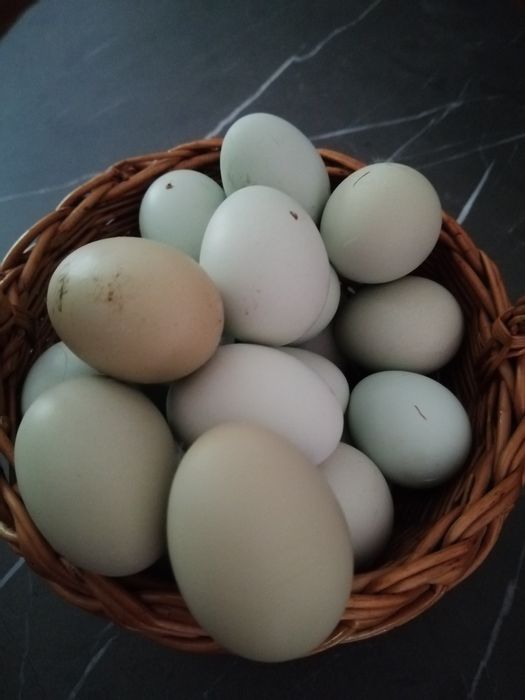 Jajka Wiejskie z wolnego wybiegu