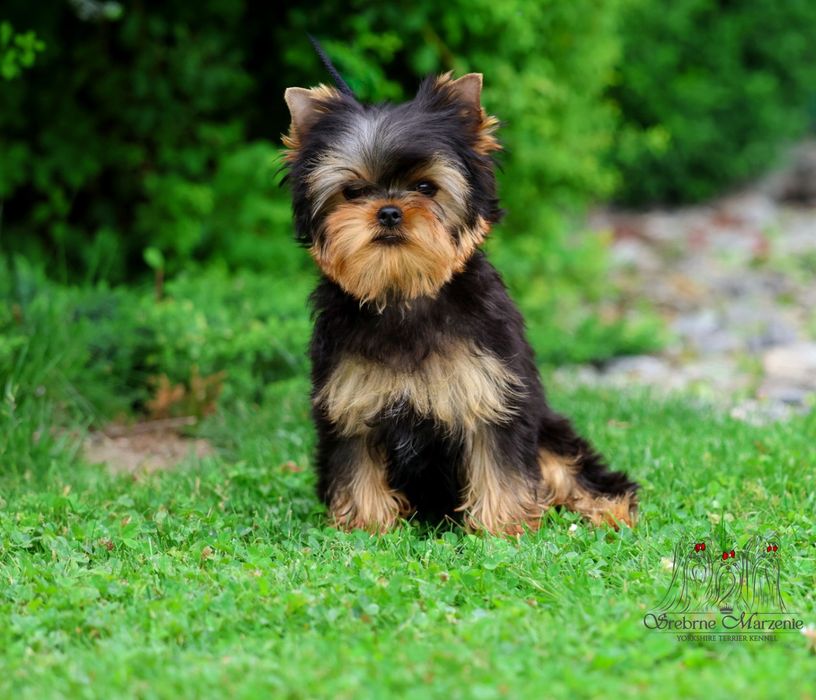 Ciemny chłopczyk yorkshire terrier