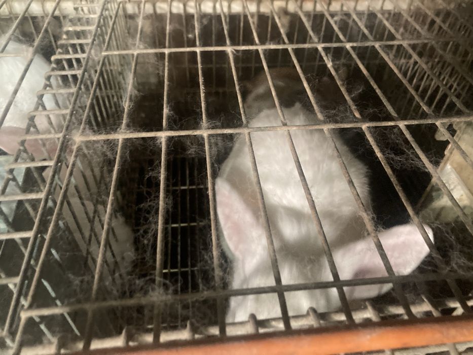 Coelhos  para criacao