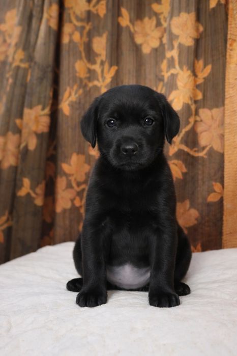 Цуценята лабрадора