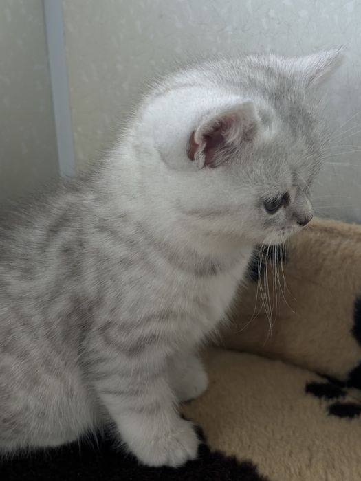 Найкращі кошенята