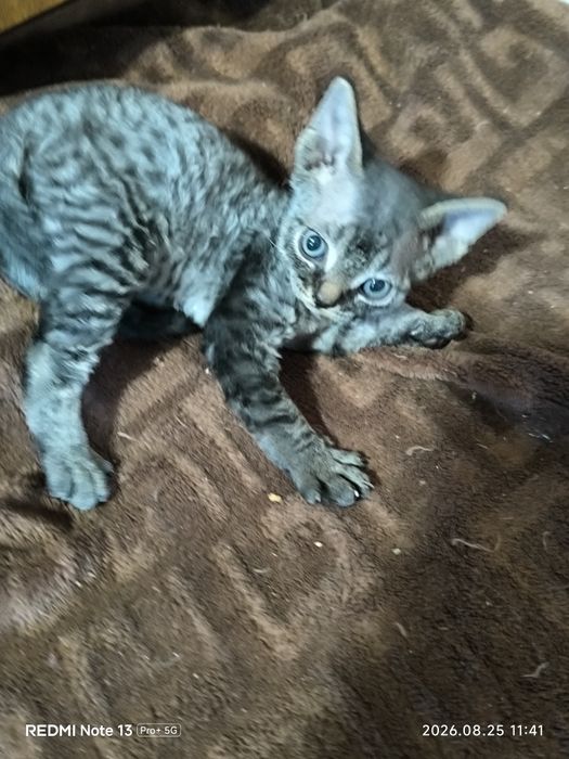 Кошенята Девон Рекс